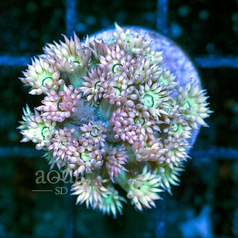 8/9/17 Aqua SD Website Update! 15 off coupon Code! REEF2REEF